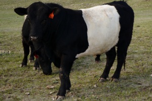 Charlie is the bull that fathered this year's bulls and heifers. He is not for sale.